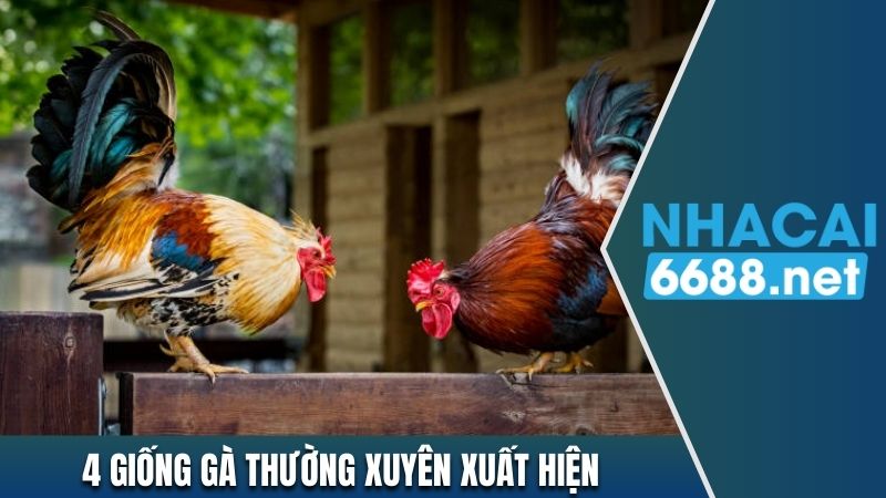 4 giống gà thường xuyên xuất hiện