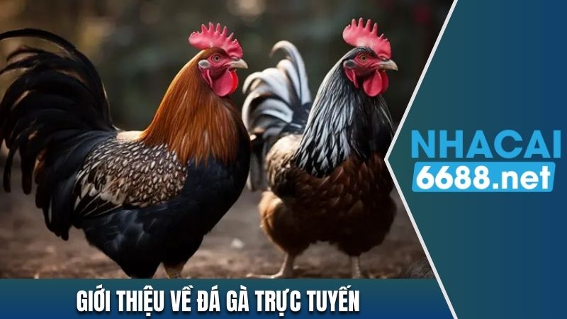 Giới thiệu chung về bộ môn đá gà trực tuyến